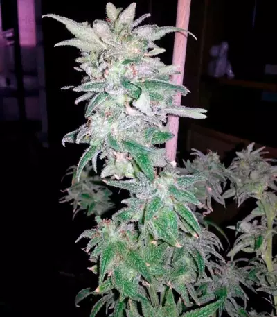 Nebula (Paradise Seeds) Cannabis-Samen