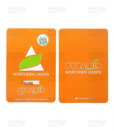 Northern Lights (Pyramid Seeds) Cannabis-Samen