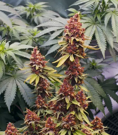 Purple Punch OG Samen feminisiert (Sweet Seeds)