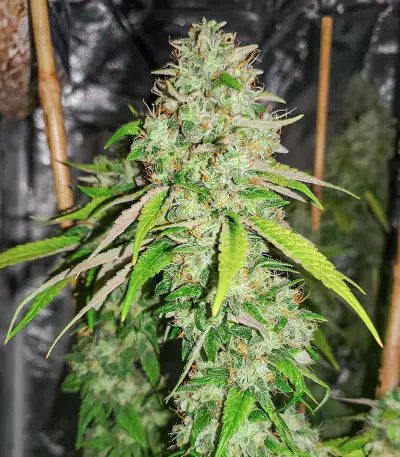 Sith OG feminisierte Samen (AlphaFem Seeds)