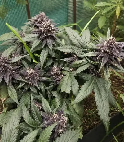 Auto Strawberry Soda (Dutch Passion)