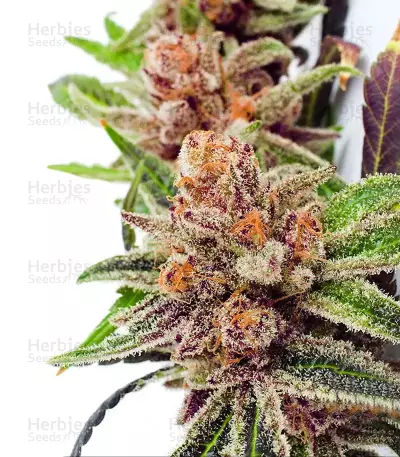 Black Cherry Punch feminisiertes Saatgut (Pyramid Seeds)