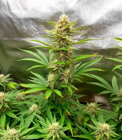 Blue Cheese (Expert Seeds) Cannabis-Samen