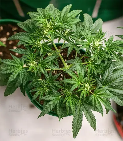 Blueberry Auto (Zambeza Seeds) Cannabis-Samen