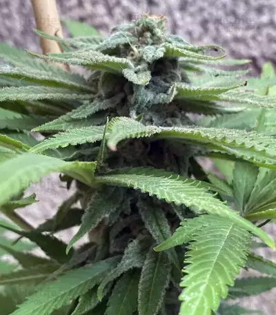 Café Racer (BlimBurn Seeds)