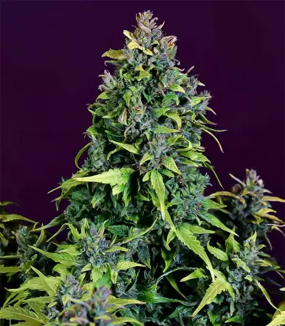 CBD Auto 20:1 (Fast Buds)