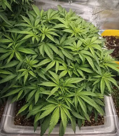 Double Cream (Cream of the Crop Seeds) Cannabis-Samen