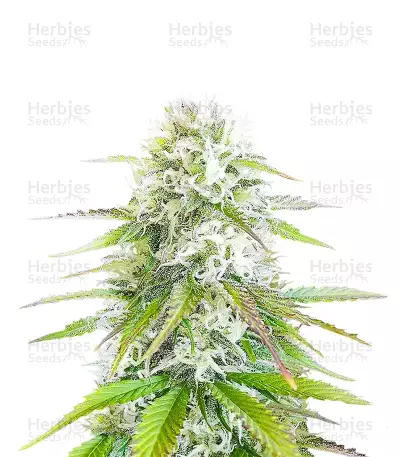 Ghost Train Power feminisierte Samen (Original Sensible Seeds)