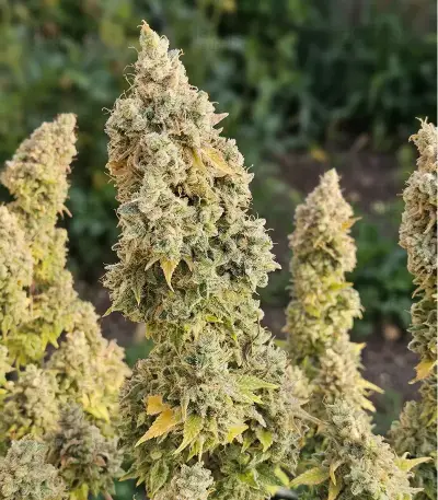 Godzilla Jealousy (Herbies Seeds)