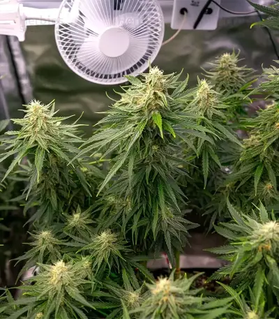 Gorilla Fast (00 Seeds)