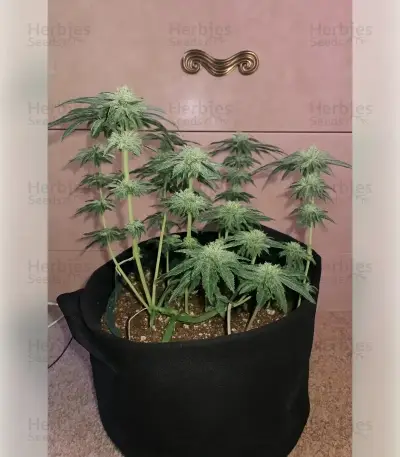 Granddaddy Purple (Royal Queen Seeds)