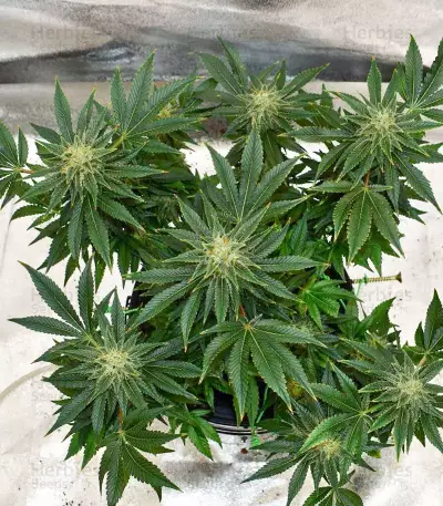 Mimosa Shot feminisierte Samen (Herbies Seeds)