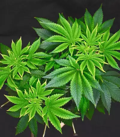 Mimosa Shot feminisierte Samen (Herbies Seeds)