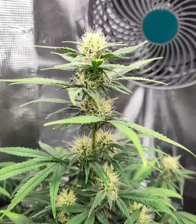 Pound Cake Auto feminisierte Samen (Fast Buds)