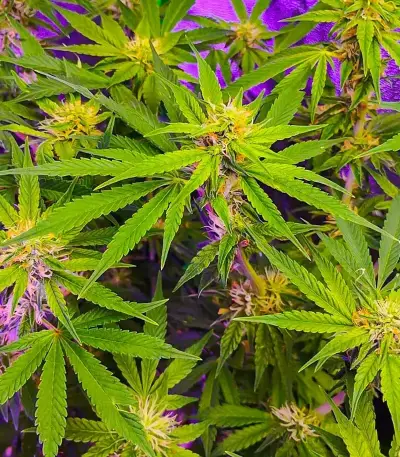 Section 781 Fast Flowering (Blimburn x Herbies)