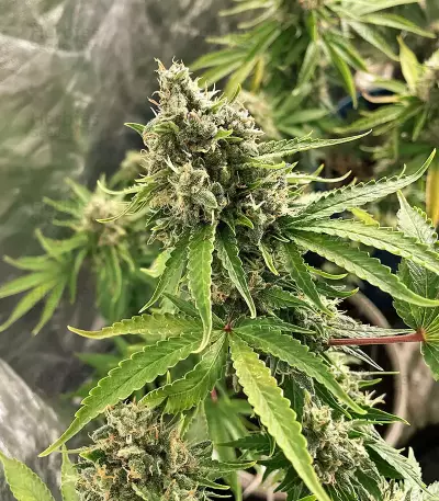 Shogun (RQS) Cannabis-Samen