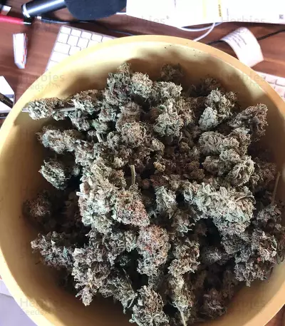 Shogun (RQS) Cannabis-Samen
