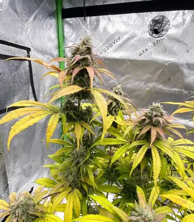 Super Lemon Cloud Auto (Herbies Seeds)