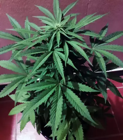 Sweet CBD Auto (Auto Seeds) Cannabis-Samen