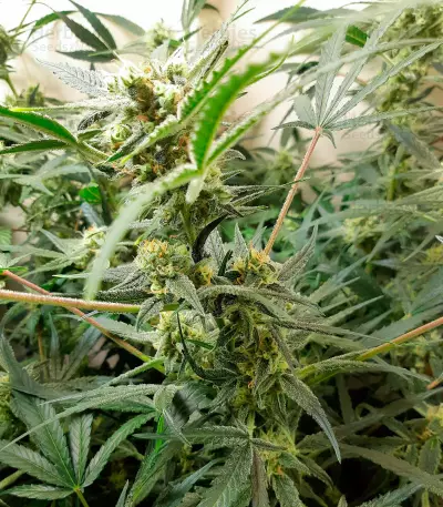 West Coast O.G. Auto (Fast Buds) Cannabis-Samen