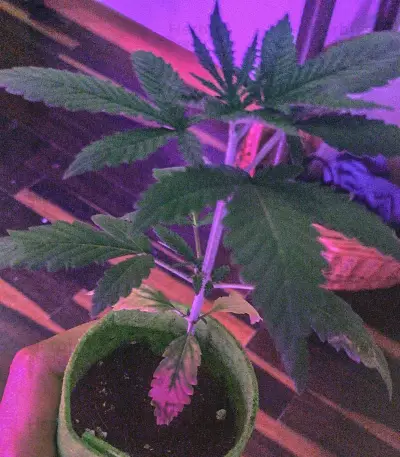 Wedding Cake (Seedstockers) Cannabis-Samen