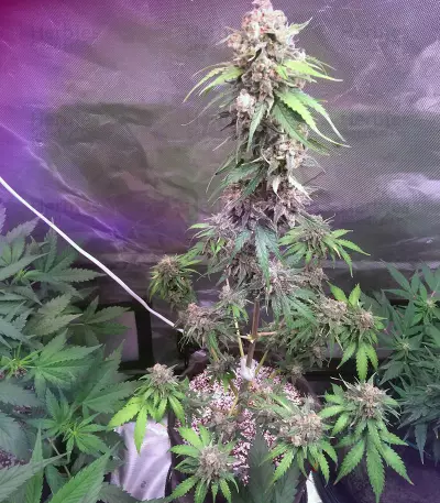 Auto Monster Mass (Critical Mass Collective Seeds) Cannabis-Samen