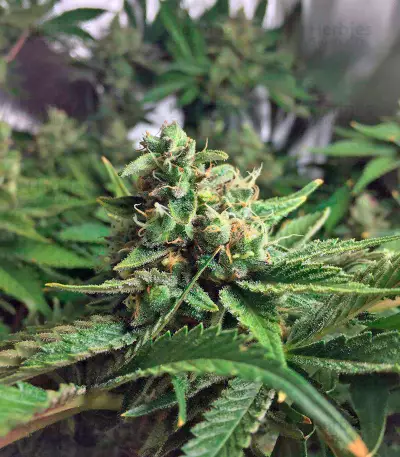 Lemon Skunk (GHS) Cannabis-Samen