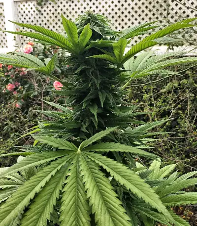 Amnesia Haze (Soma Seeds) Cannabis-Samen