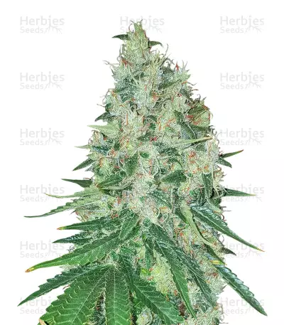 Apollo Haze Regular (Brothers Grimm Seeds) Cannabis-Samen