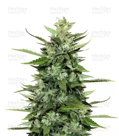 Auto Kong 4 (Paradise Seeds) Cannabis-Samen
