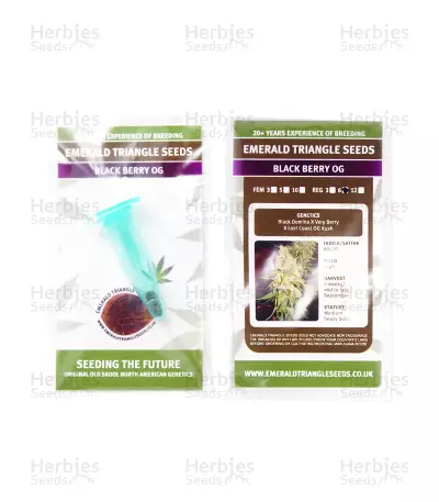 Black Berry OG regular (Emerald Triangle Seeds) Cannabis-Samen