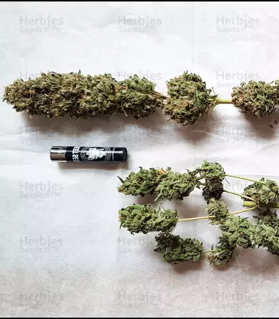 Black Jack (Sweet Seeds) Cannabis-Samen