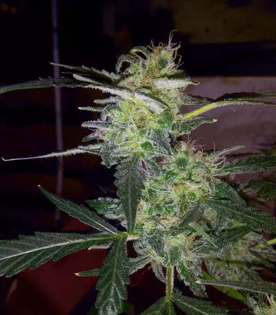 Blackberry Gum Autoflower feminisierte Samen