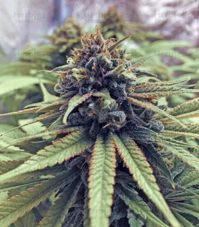 Blue Fire (Humboldt Seeds Organization) Cannabis-Samen