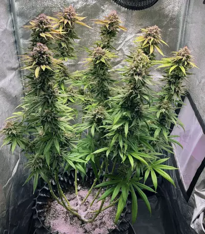 Blue Fire (Humboldt Seeds Organization) Cannabis-Samen