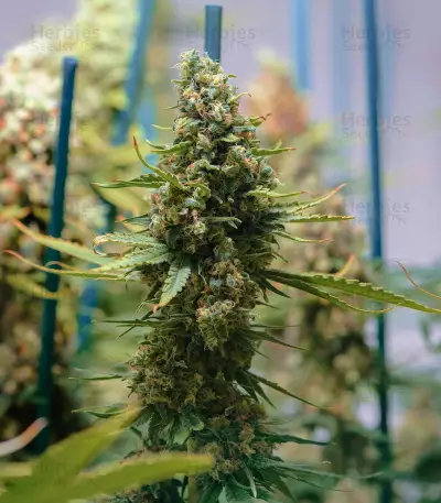 Critical Kush regular (Barney's Farm) Cannabis-Samen