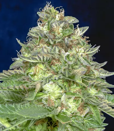 DO-Si-DOS (Big Head Seeds) Cannabis-Samen