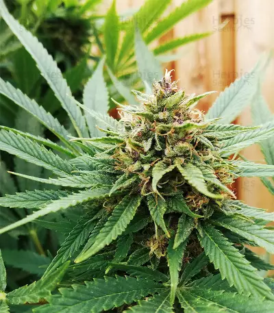 Durban Poison strain