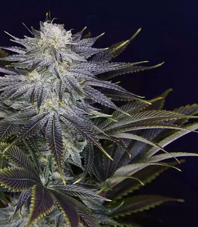 Ghost Train Haze #1 (Rare Dankness Seeds) Cannabis-Samen