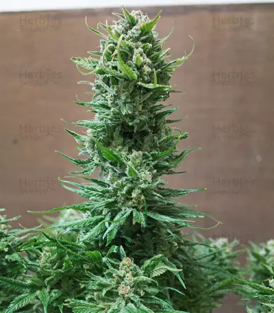 King Kong (Dr. Underground) Cannabis-Samen