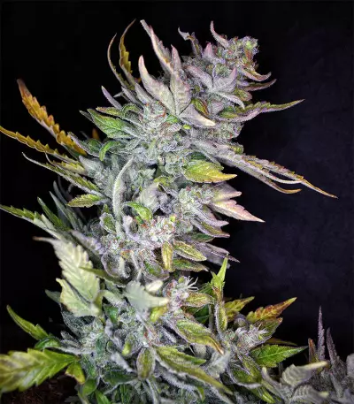 Mexican Sativa (Sensi Seeds) Cannabis-Samen