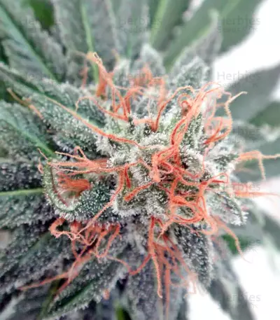 Nepal Jam regular (Ace Seeds) Cannabis-Samen