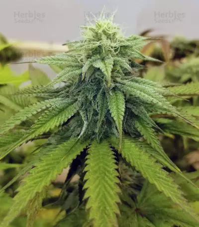 OGKZ (Humboldt Seeds Organization) Cannabis-Samen