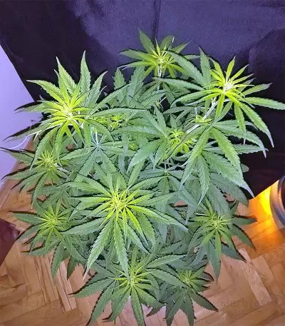 Panama cannabis strain