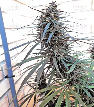 Purple Haze x Malawi Regular (Ace Seeds) Cannabis-Samen