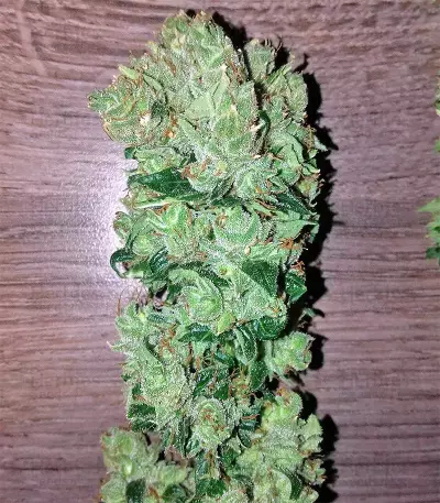 Ruderalis Skunk regular (Sensi Seeds) Cannabis-Samen