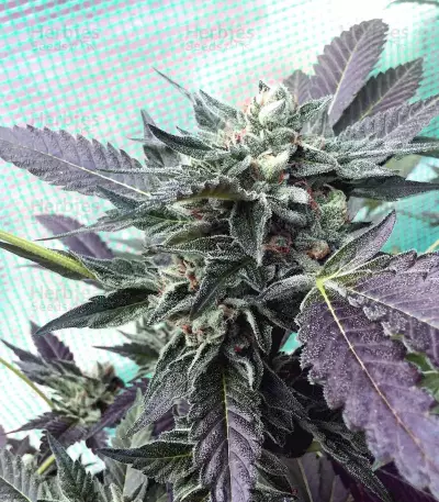 Sherbet (Seedstockers) Cannabis-Samen