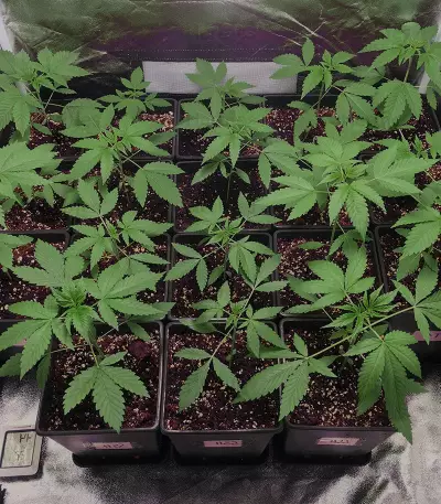 Super Lemon Haze x Gelato (GHS) Cannabis-Samen