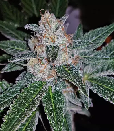 The OG #18 (Reserva Privada) Cannabis-Samen