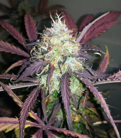 Thin Mint Crack Autoflower (Seedstockers) Cannabis-Samen